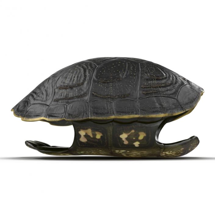 Turtle Shell 2 3D model