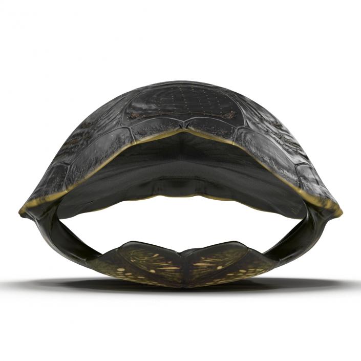 Turtle Shell 2 3D model