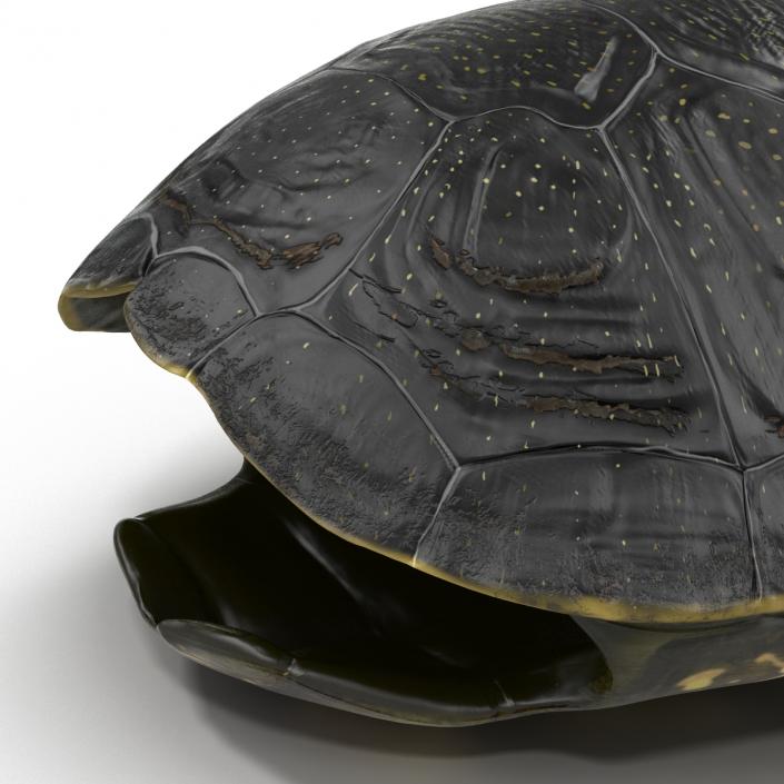 Turtle Shell 2 3D model