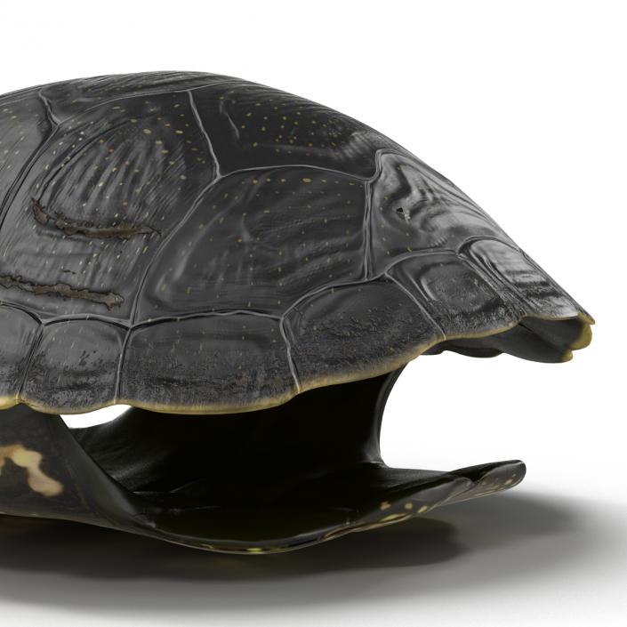 Turtle Shell 2 3D model