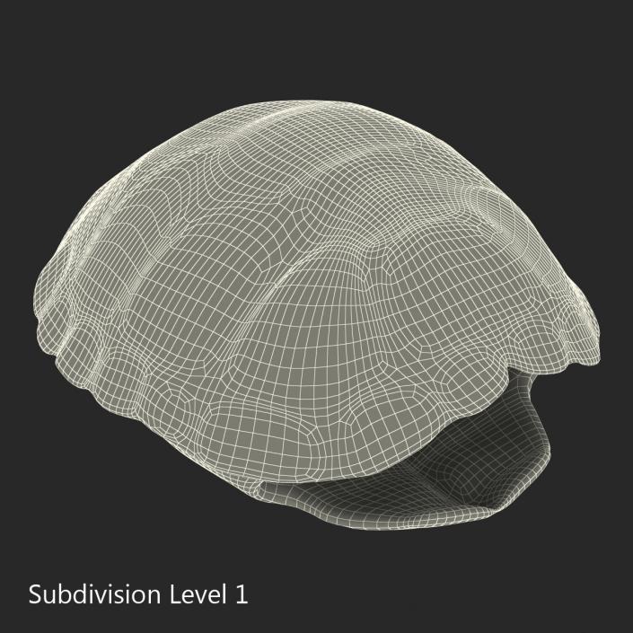 Turtle Shell 2 3D model