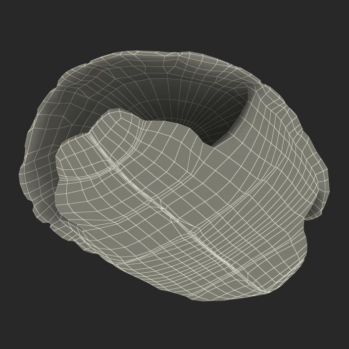 Turtle Shell 2 3D model