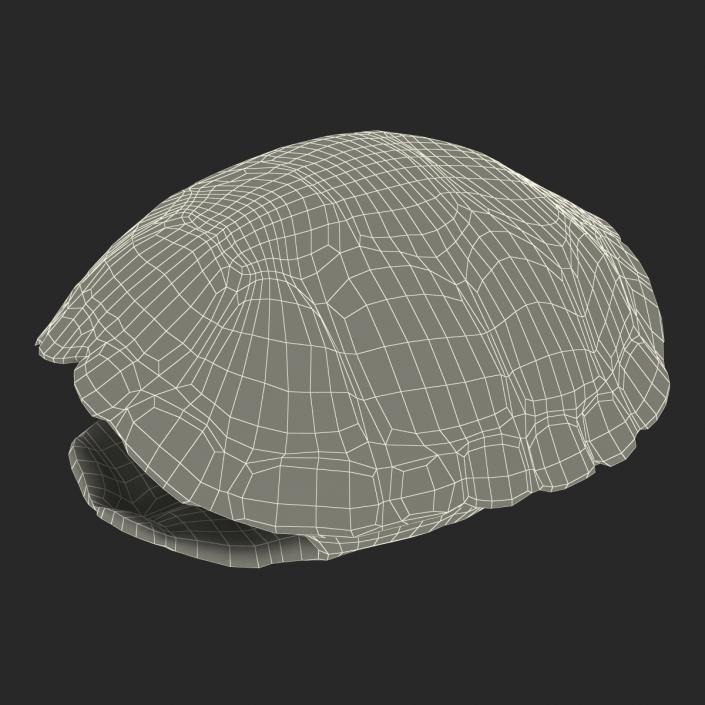 Turtle Shell 2 3D model