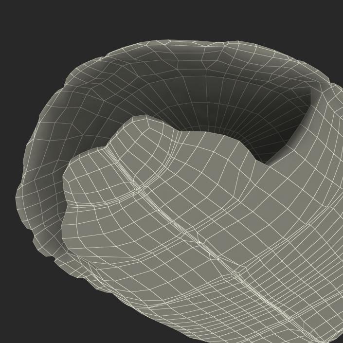 Turtle Shell 2 3D model