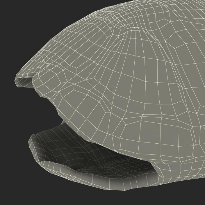 Turtle Shell 2 3D model