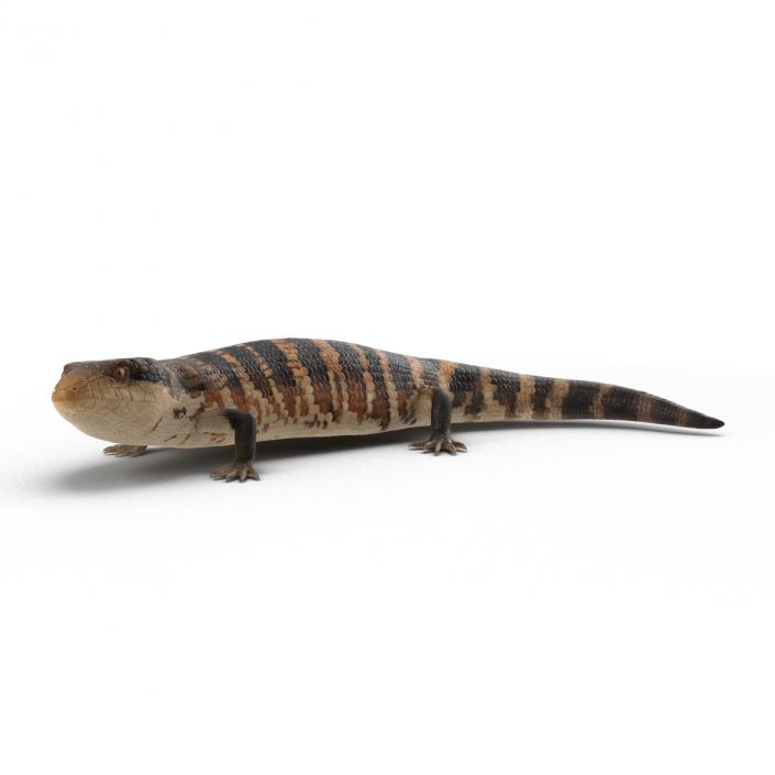 3D model Blue Tongued Skink Pose 2