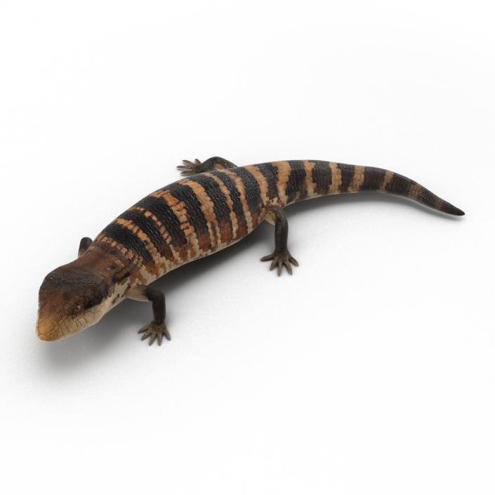 3D model Blue Tongued Skink Pose 2