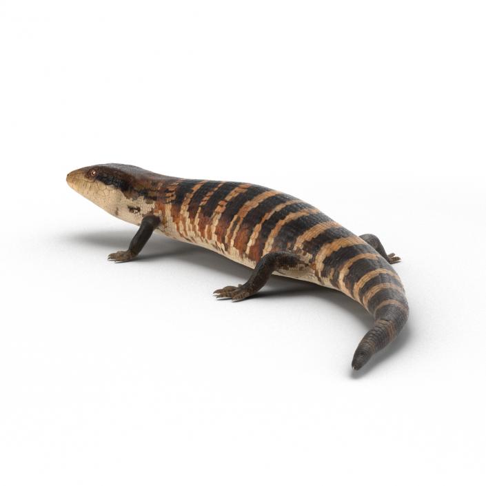 3D model Blue Tongued Skink Pose 2