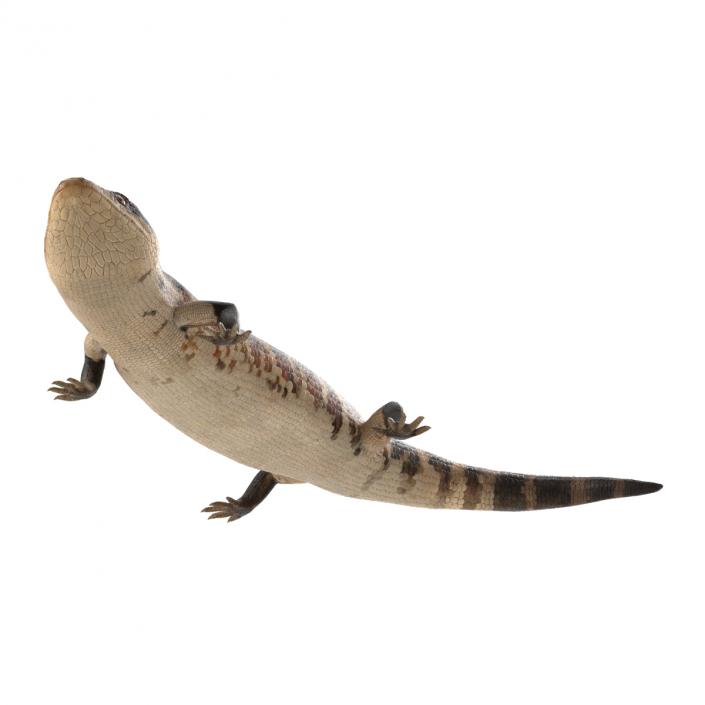 3D model Blue Tongued Skink Pose 2