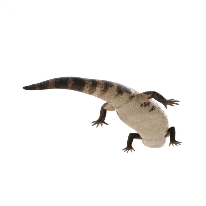 3D model Blue Tongued Skink Pose 2