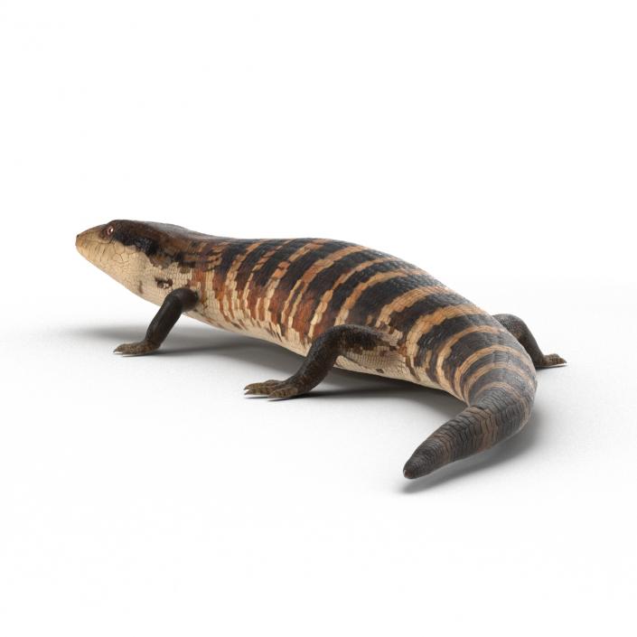 3D model Blue Tongued Skink Pose 2