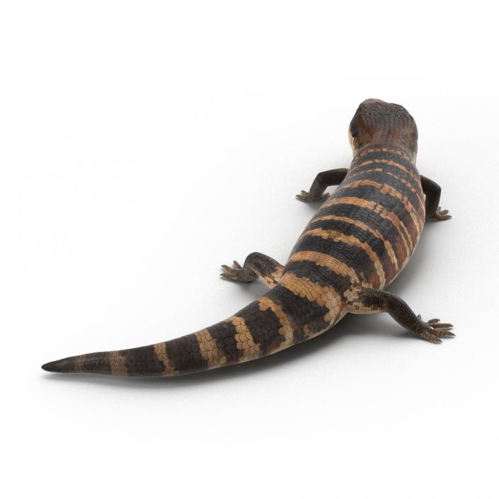 3D model Blue Tongued Skink Pose 2