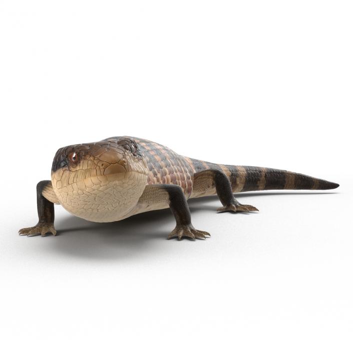 3D model Blue Tongued Skink Pose 2