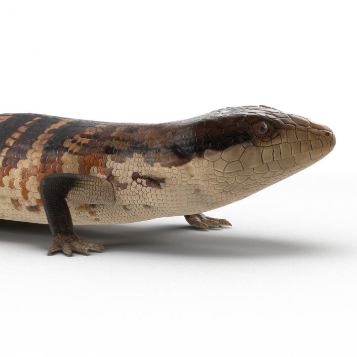 3D model Blue Tongued Skink Pose 2