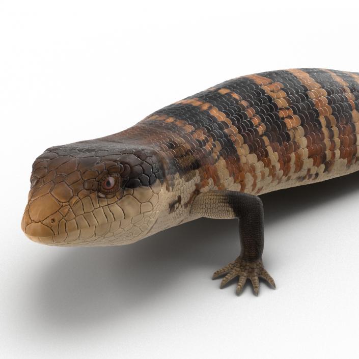 3D model Blue Tongued Skink Pose 2