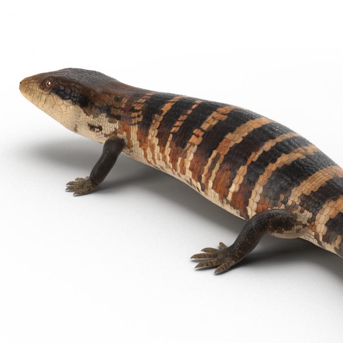 3D model Blue Tongued Skink Pose 2