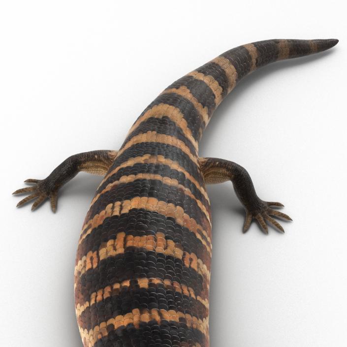 3D model Blue Tongued Skink Pose 2