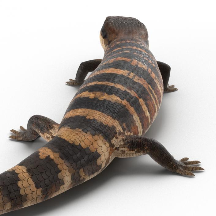 3D model Blue Tongued Skink Pose 2