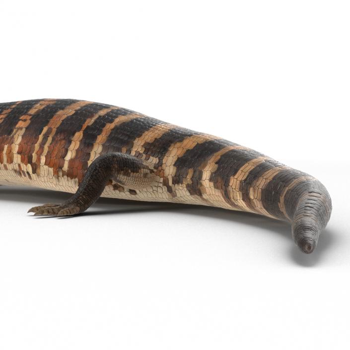 3D model Blue Tongued Skink Pose 2