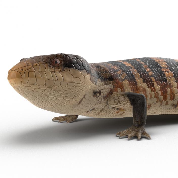 3D model Blue Tongued Skink Pose 2