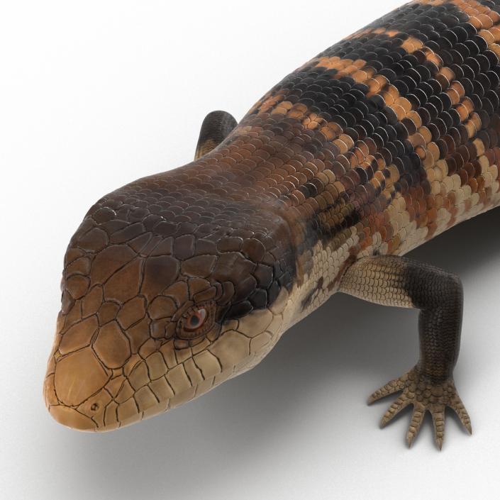 3D model Blue Tongued Skink Pose 2