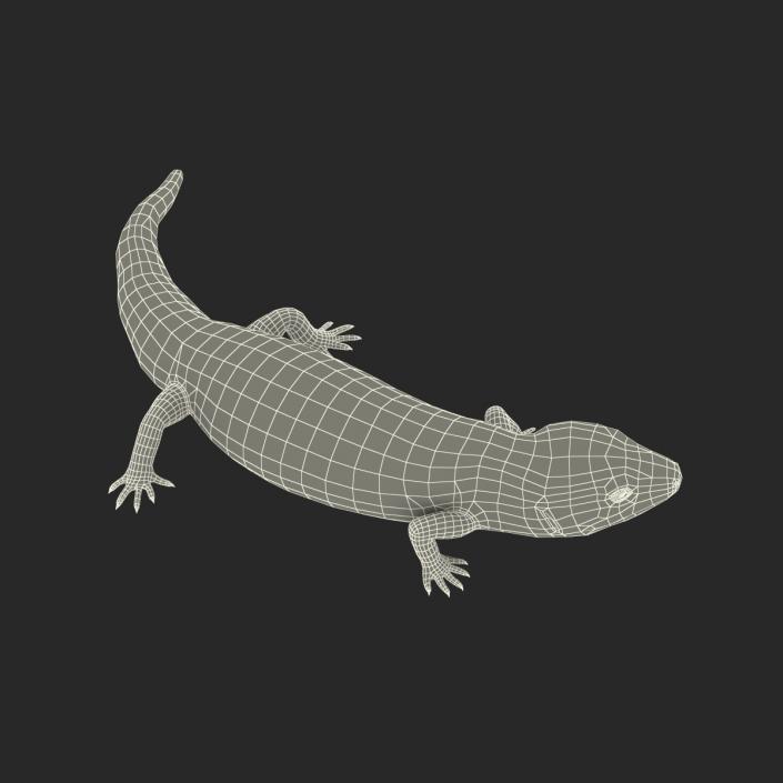 3D model Blue Tongued Skink Pose 2