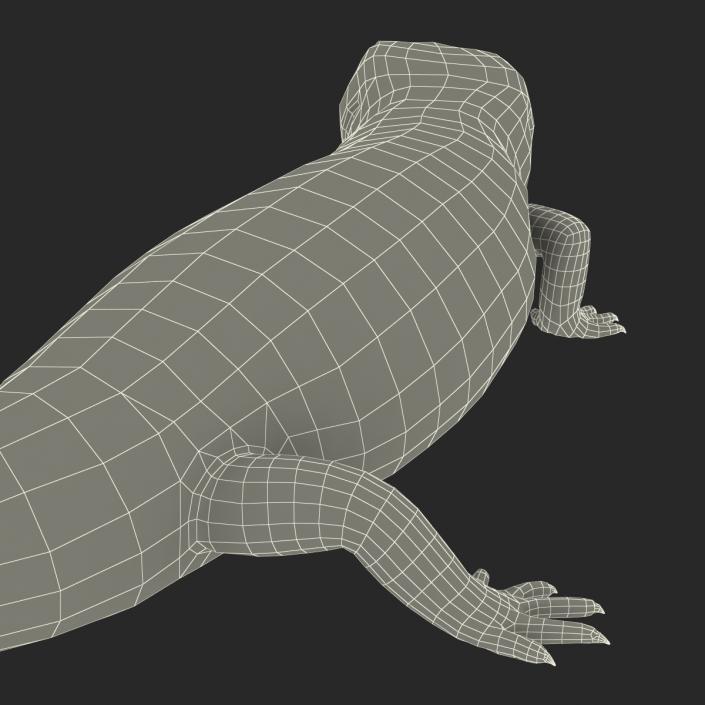 3D model Blue Tongued Skink Pose 2