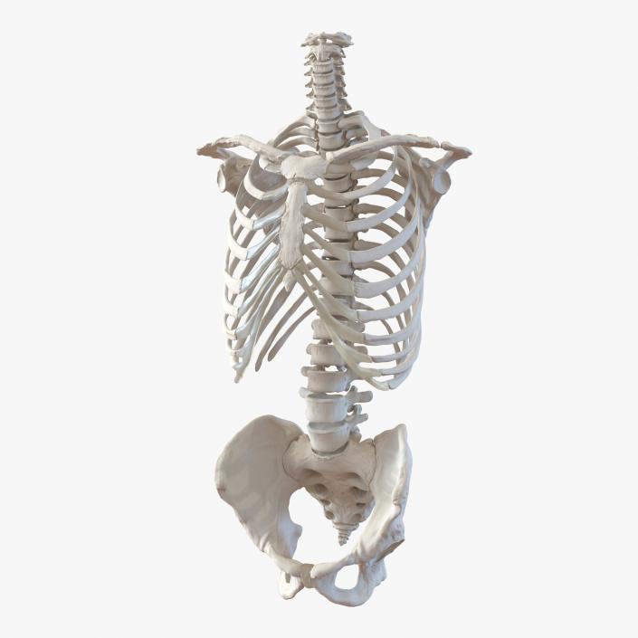 Male Torso Skeleton 3D model