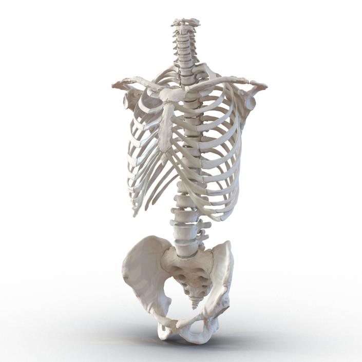 Male Torso Skeleton 3D model