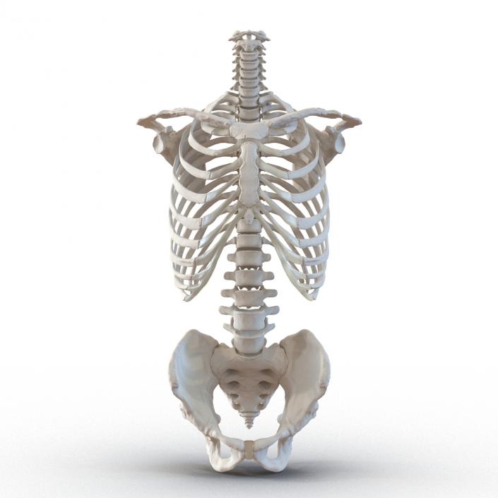 Male Torso Skeleton 3D model