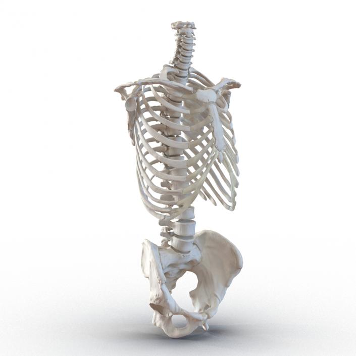 Male Torso Skeleton 3D model