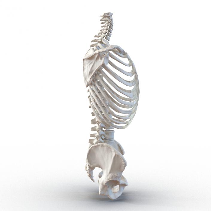 Male Torso Skeleton 3D model