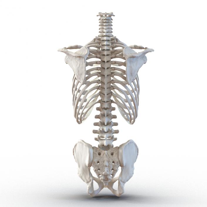 Male Torso Skeleton 3D model