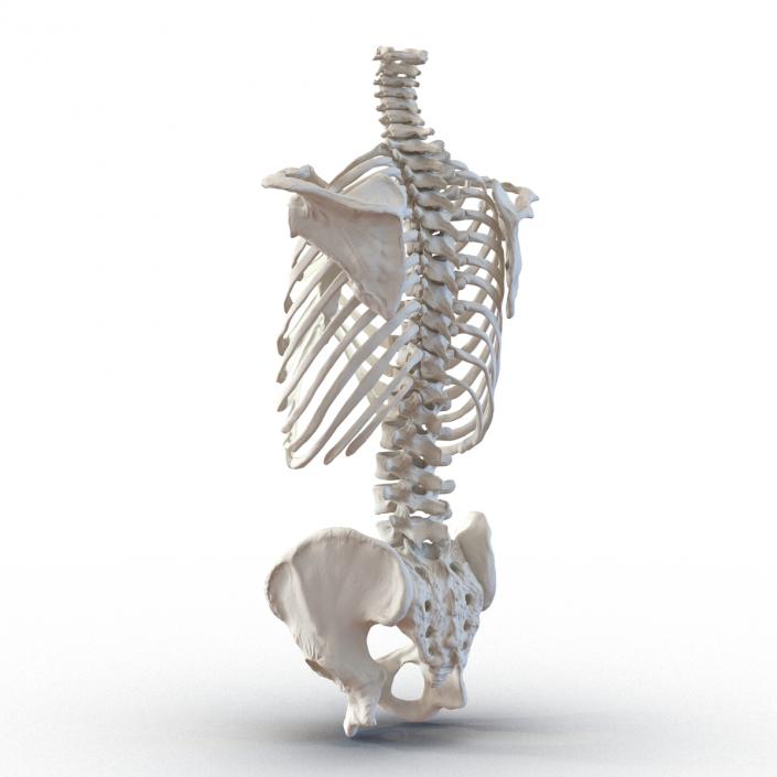 Male Torso Skeleton 3D model