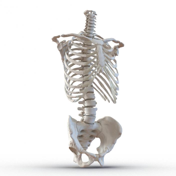 Male Torso Skeleton 3D model