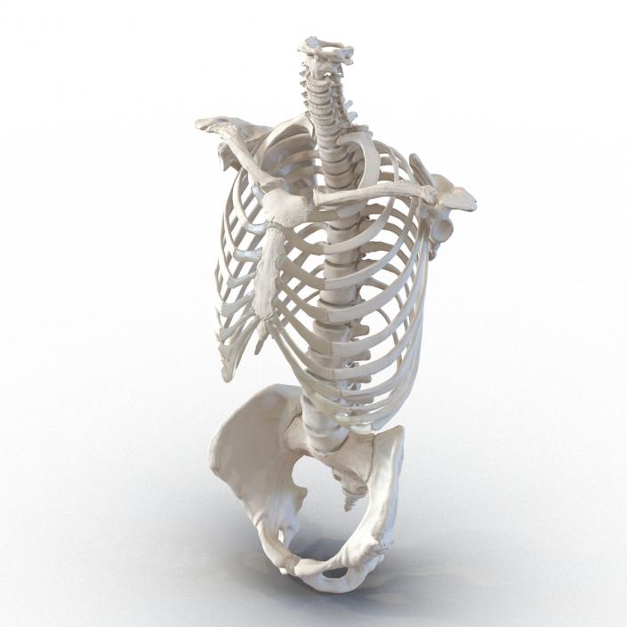 Male Torso Skeleton 3D model