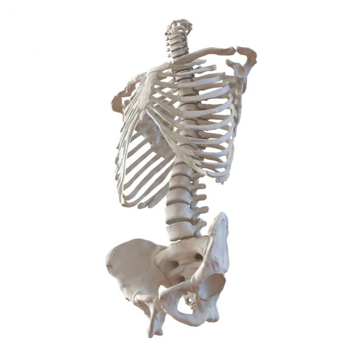 Male Torso Skeleton 3D model