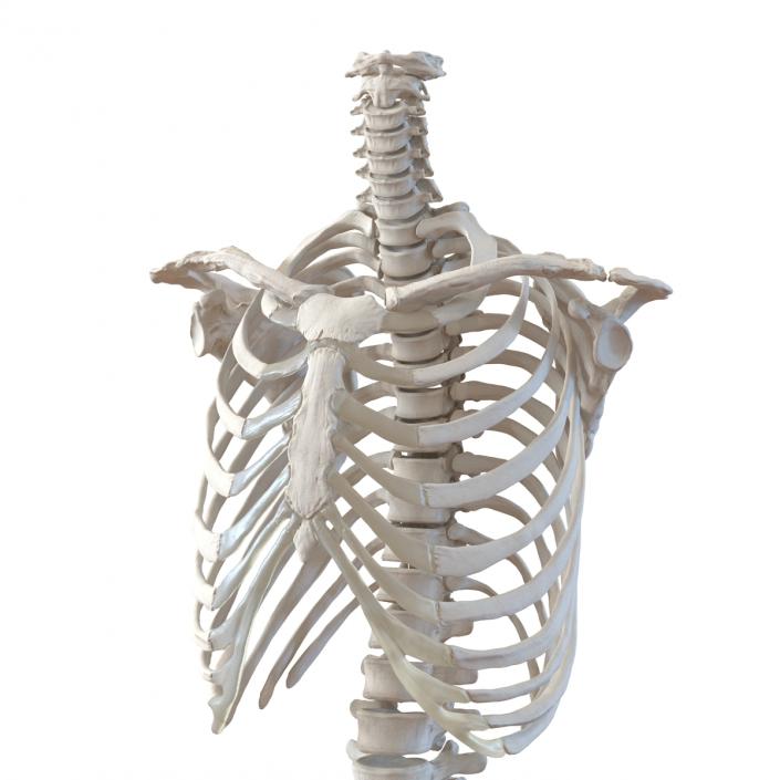 Male Torso Skeleton 3D model