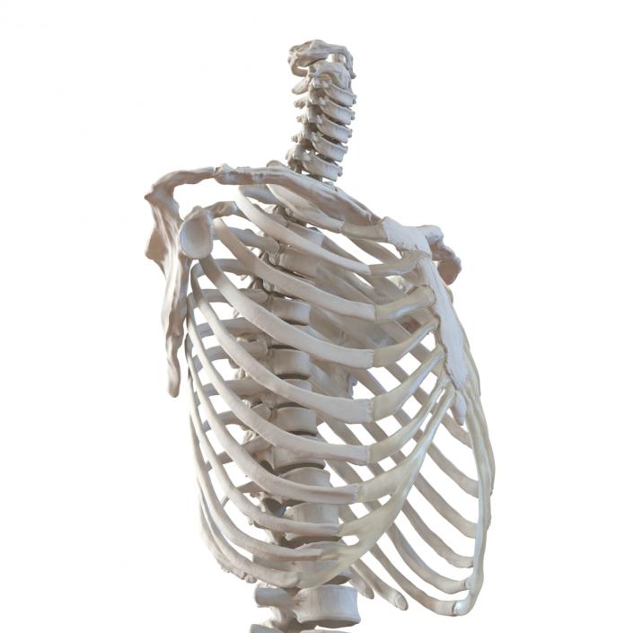 Male Torso Skeleton 3D model