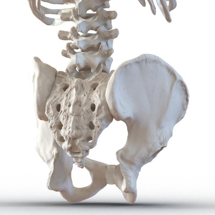 Male Torso Skeleton 3D model