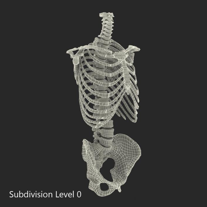 Male Torso Skeleton 3D model