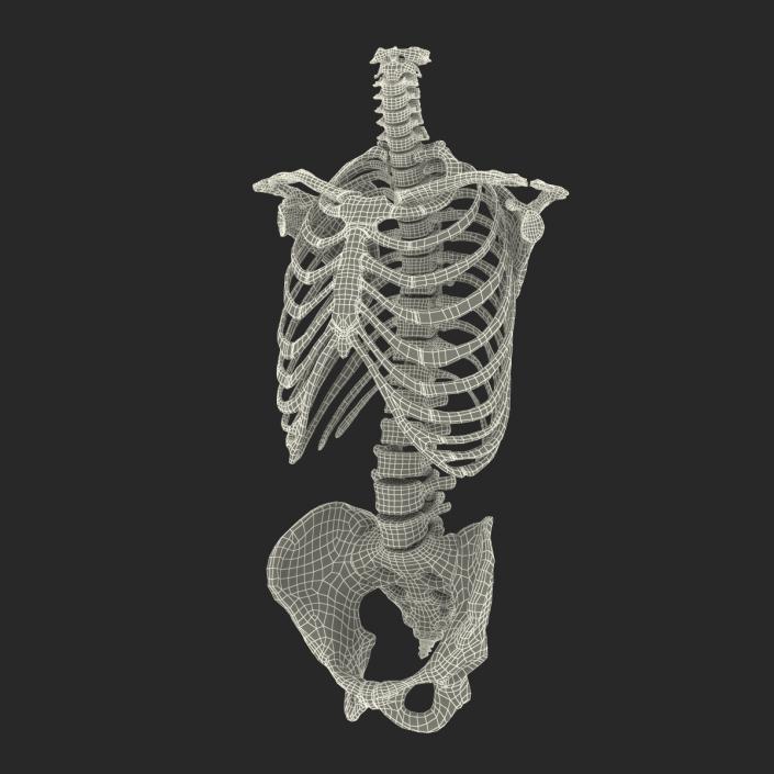 Male Torso Skeleton 3D model