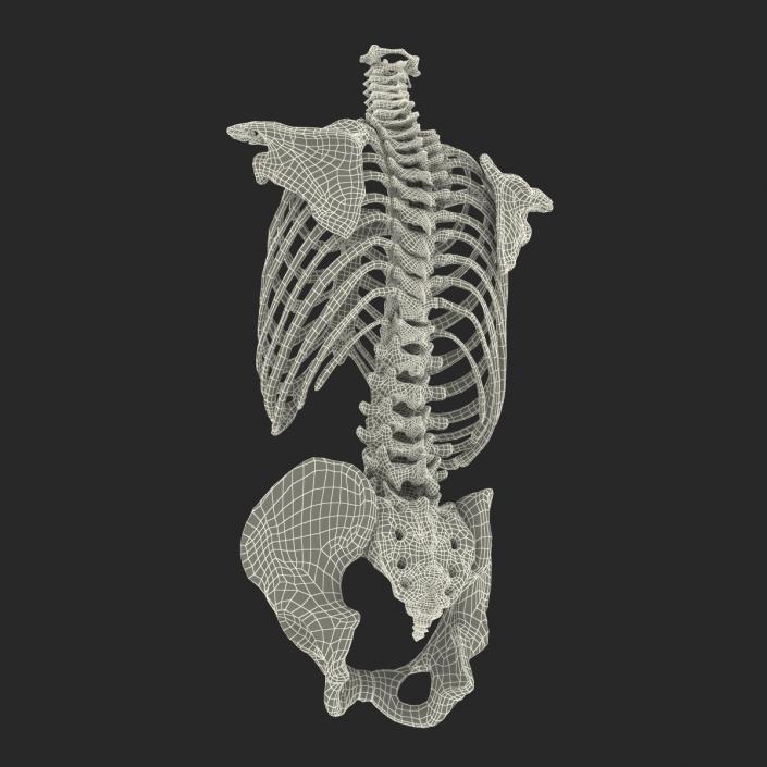 Male Torso Skeleton 3D model