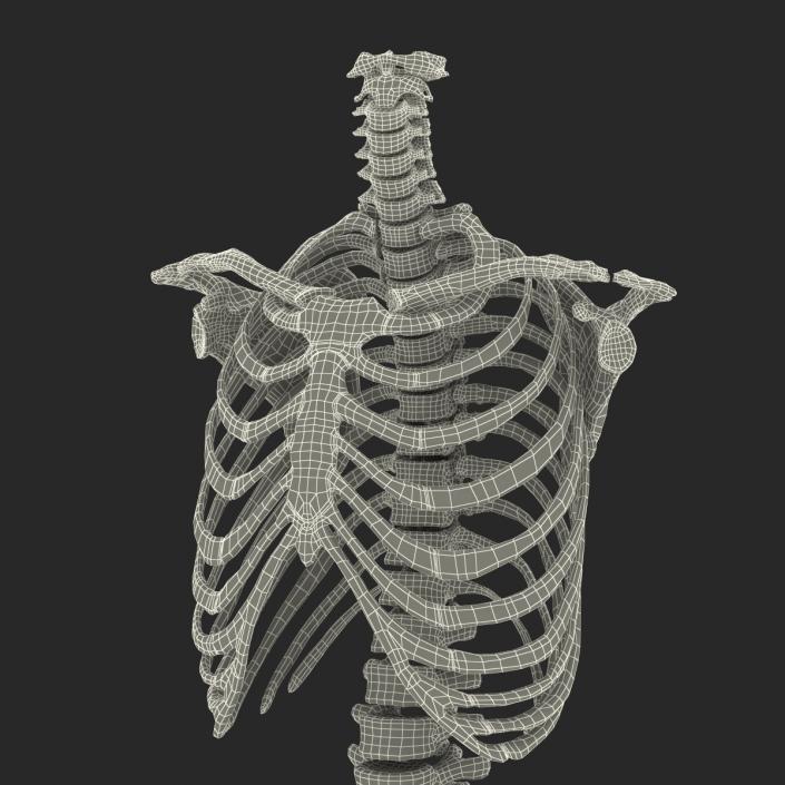 Male Torso Skeleton 3D model