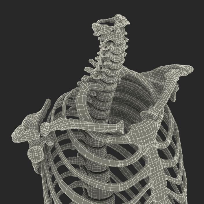 Male Torso Skeleton 3D model