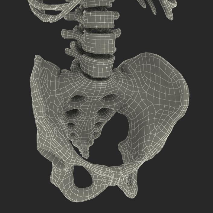 Male Torso Skeleton 3D model