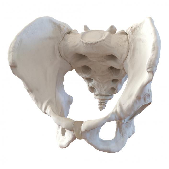 3D model Male Pelvis Skeleton