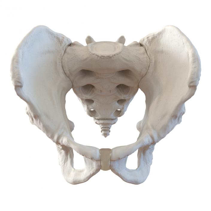 3D model Male Pelvis Skeleton