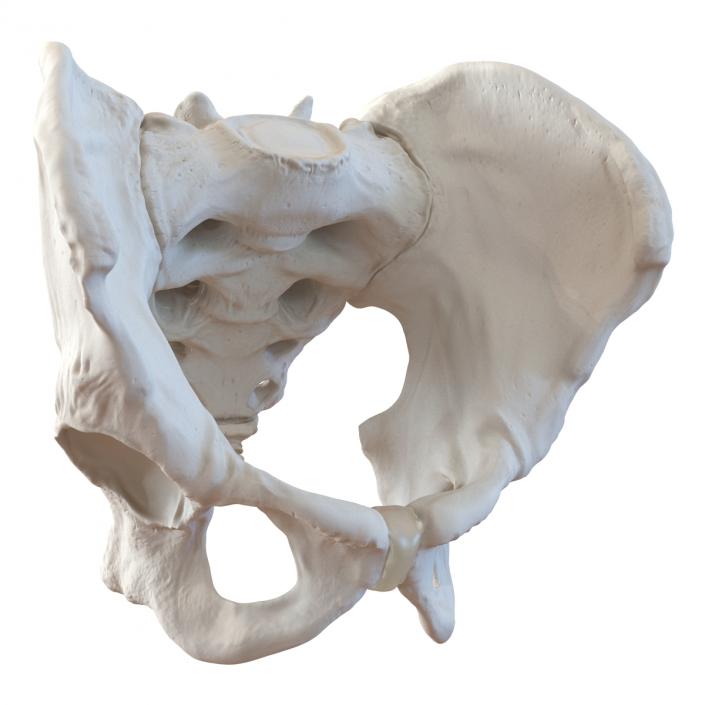 3D model Male Pelvis Skeleton