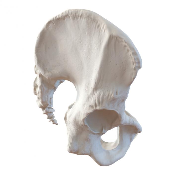 3D model Male Pelvis Skeleton